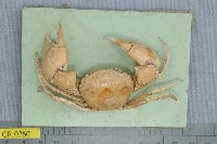 藏品(太陽強蟹)的圖片